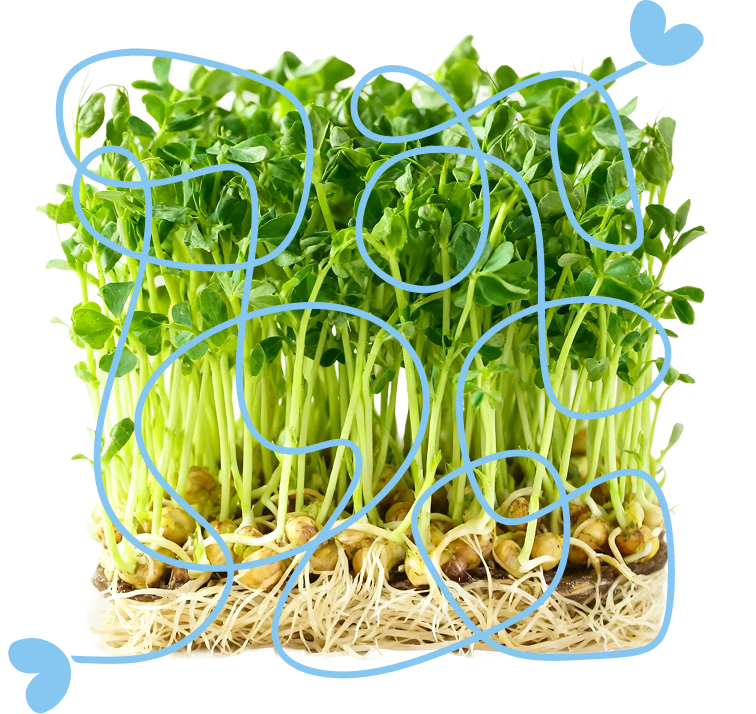 Pea Tendril Sweet